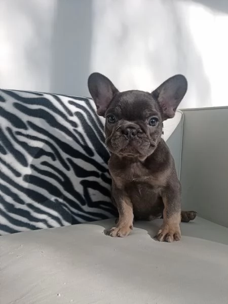 Bouledogue francese maschietto blu and tan