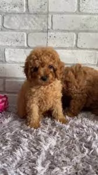 Barboncini toy albicocca | Foto 0