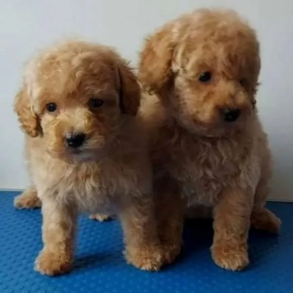 Barboncini toy albicocca