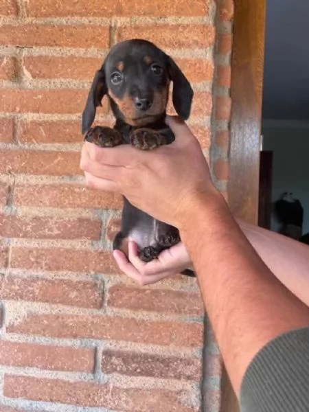 Bassottine nane deliziose