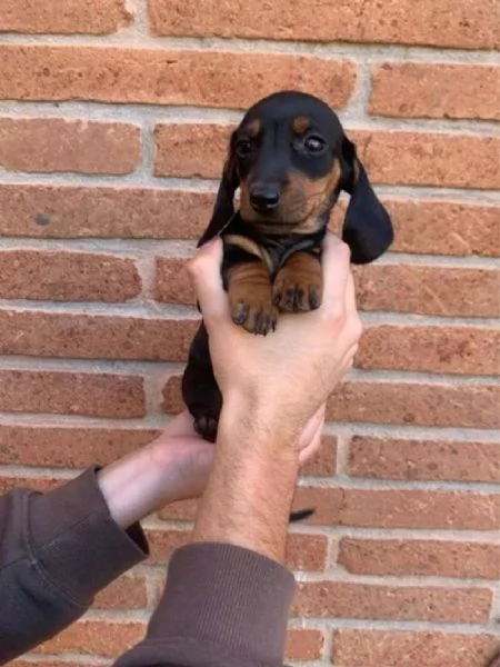 Bassottine nane deliziose | Foto 2