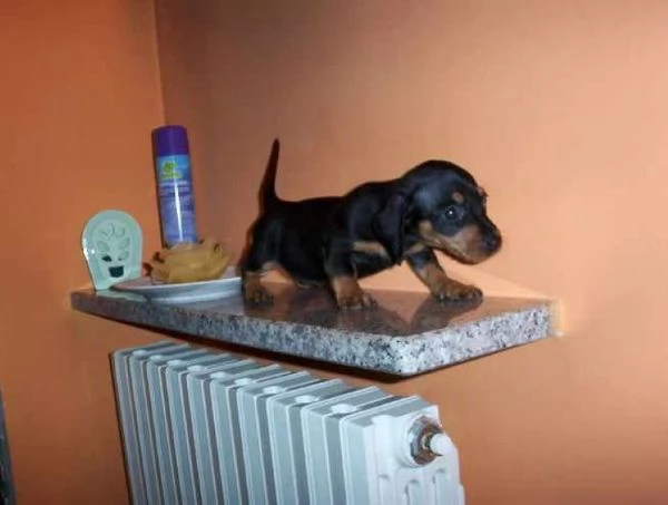 Bassottine nane deliziose | Foto 1