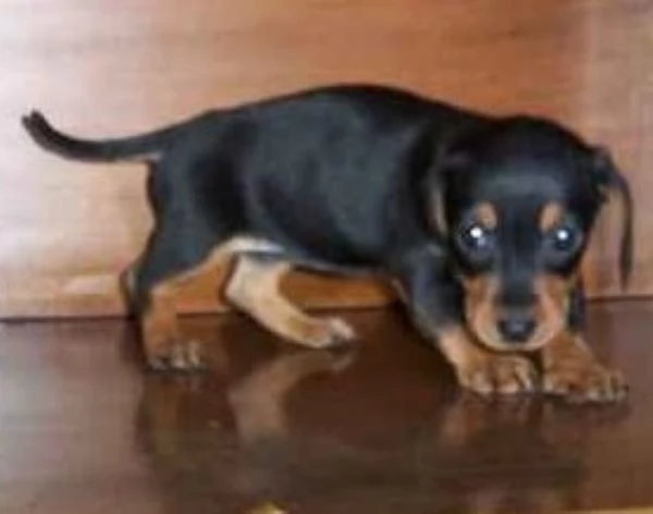 Bassottine nane deliziose | Foto 0