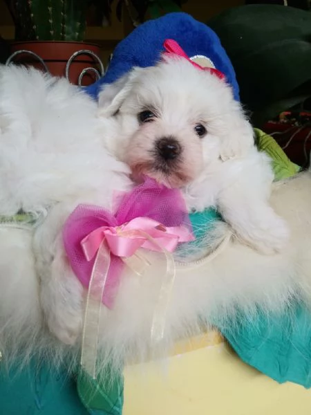 Maltipoo toy cuccioli | Foto 1