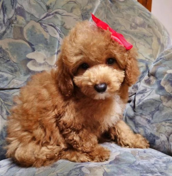 Barboncina toy albicocca