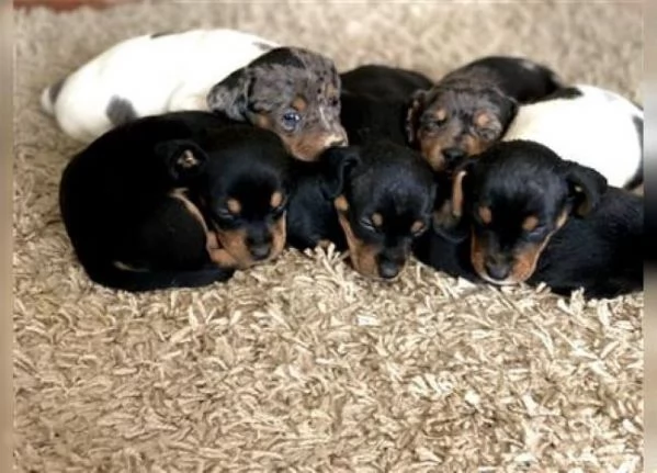 Bassotto nano cuccioli | Foto 1