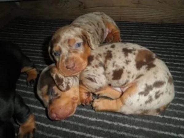 Bassotto nano cuccioli | Foto 0