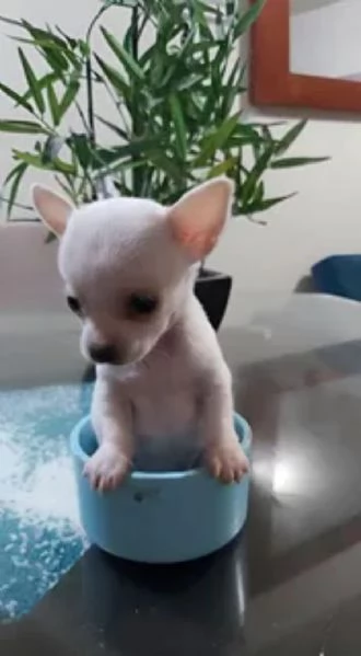 Chihuahua toy maschietto | Foto 1