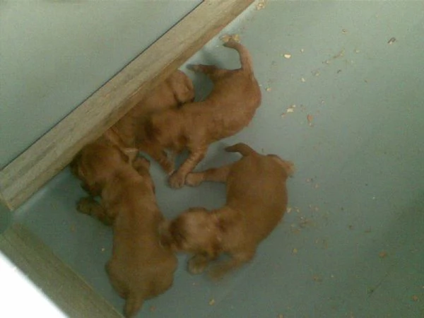 Cocker Spaniel cuccioli | Foto 0