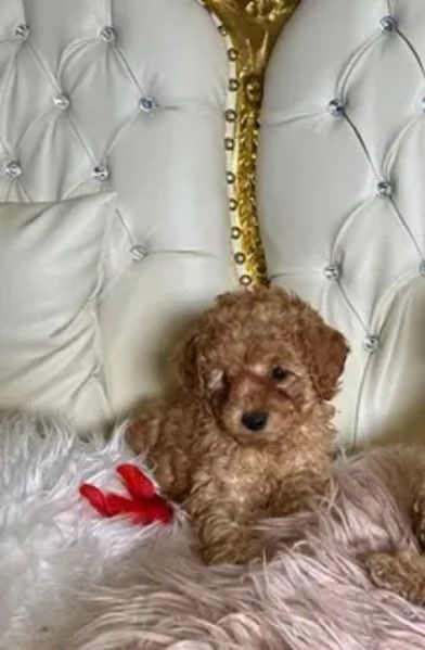 Barboncina toy albicocca