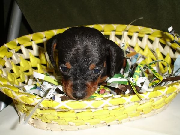 Bassotto nano cuccioli vari colori