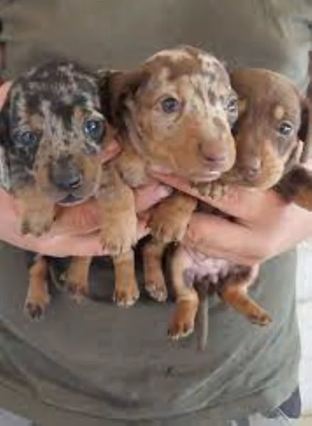 Bassotto nano cuccioli vari colori | Foto 1