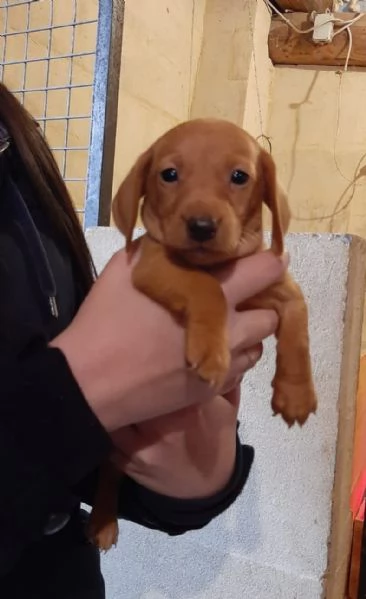 Bassotto nano cuccioli vari colori | Foto 0