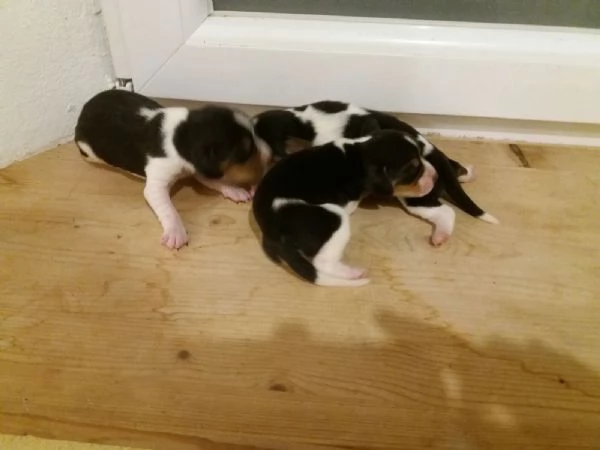 Beagle tricolore cuccioli | Foto 1