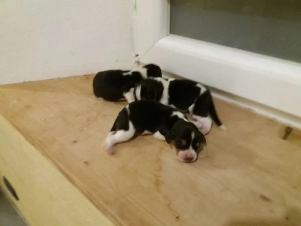 Beagle tricolore cuccioli | Foto 0