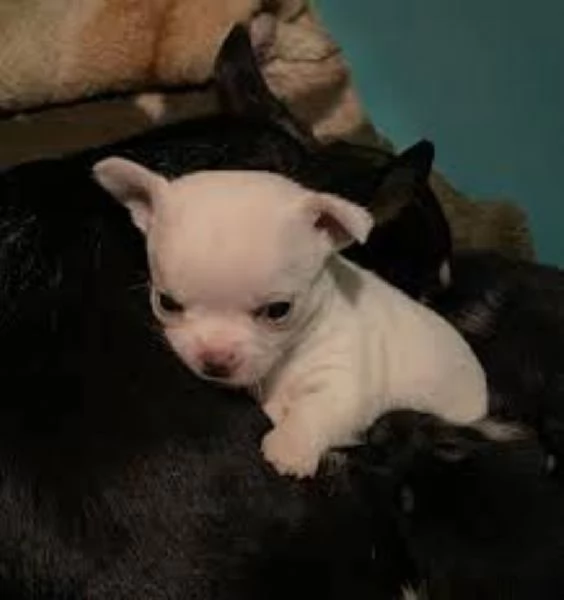 Chihuahua toy maschietto