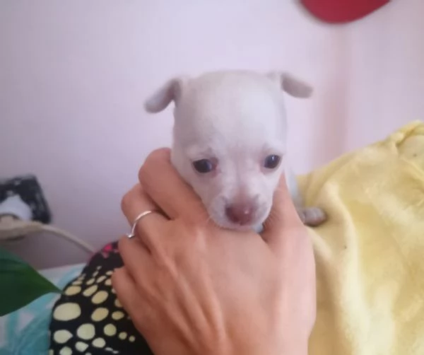 Chihuahua toy maschietto | Foto 1