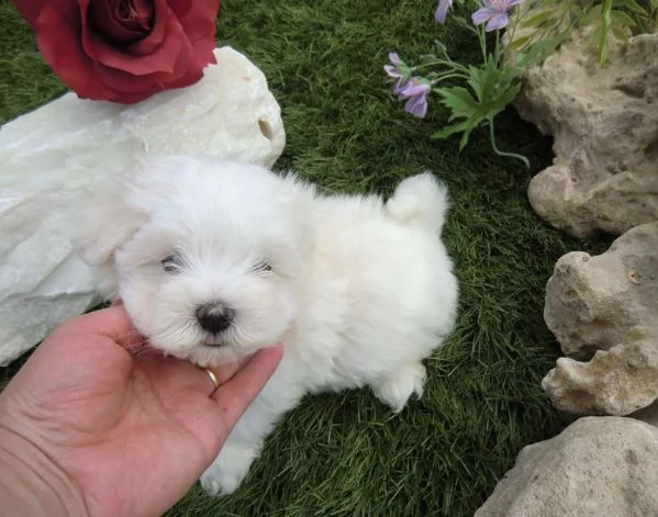 Maltipoo toy cuccioli | Foto 1