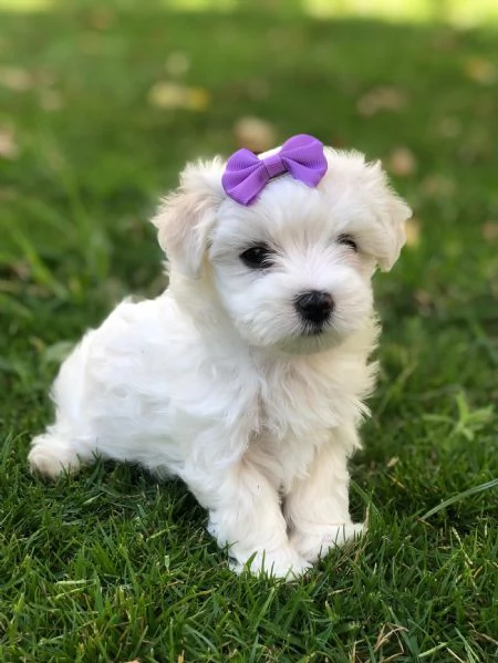 Maltipoo toy cuccioli
