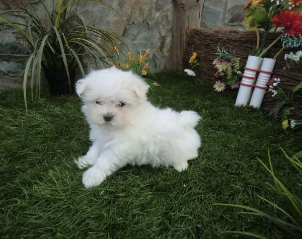 Maltipoo toy cuccioli | Foto 0