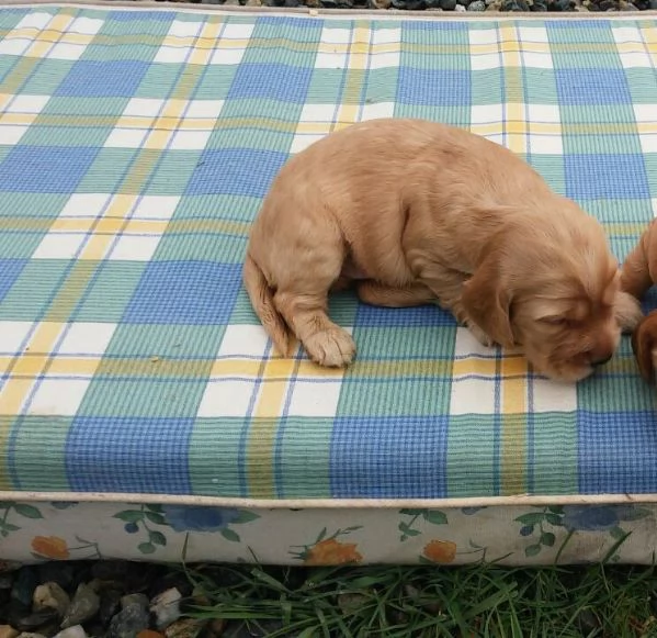 Cocker Spaniel cuccioli | Foto 2