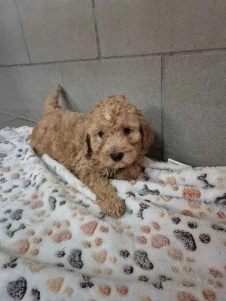 Barboncina toy albicocca | Foto 1