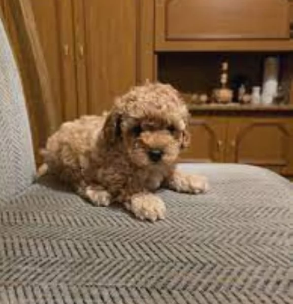 Barboncina toy albicocca | Foto 0