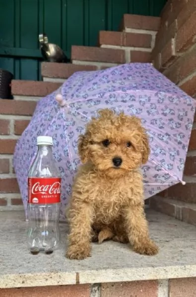 Barboncina toy albicocca