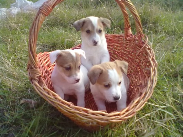 Jack Russell cuccioli | Foto 0