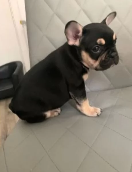 Bouledogue Francese maschietto | Foto 0