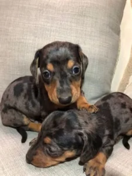 Bassotto nano cuccioli | Foto 2