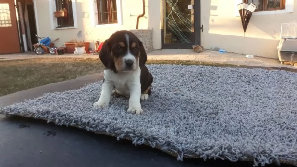 Beagle tricolore maschietto