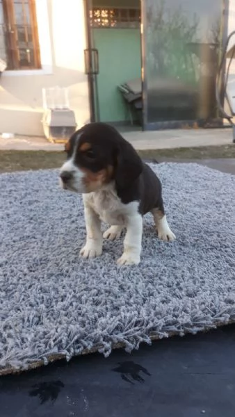 Beagle tricolore maschietto | Foto 1