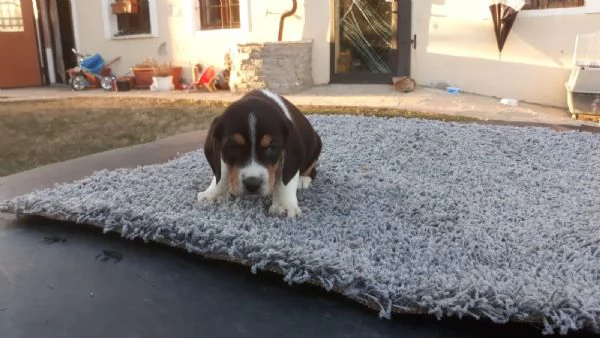 Beagle tricolore maschietto | Foto 0