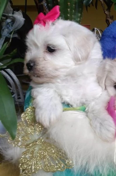 Maltipoo toy cuccioli | Foto 2