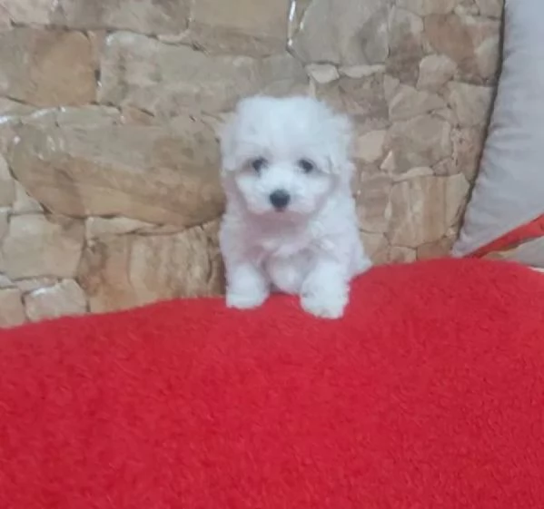 Maltipoo toy cuccioli | Foto 1