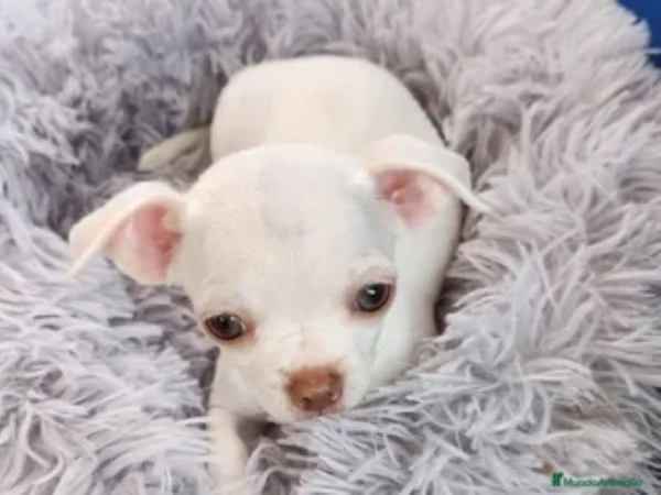 Chihuahua toy maschietto