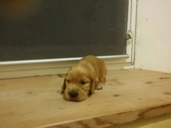 Cocker Spaniel cuccioli