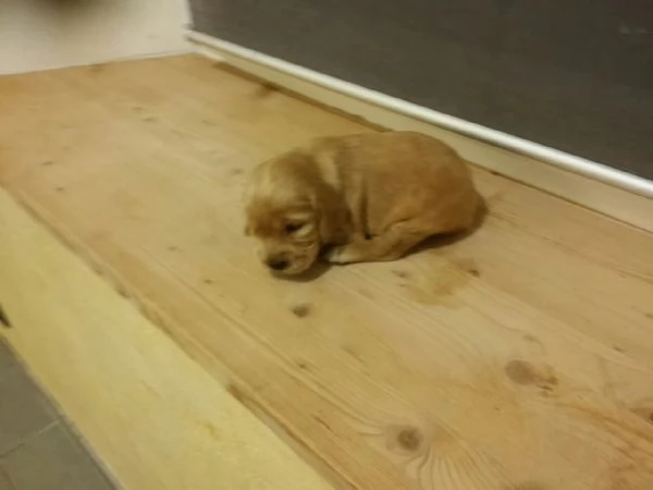 Cocker Spaniel cuccioli | Foto 1