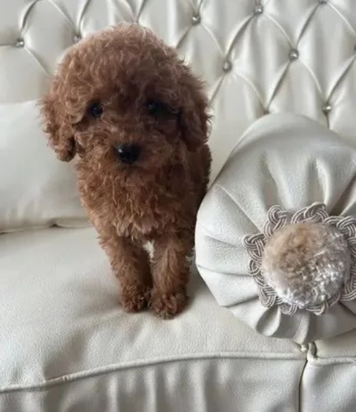 Barboncini veri toy | Foto 1