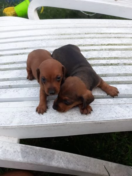 Bassotto nano cuccioli | Foto 2