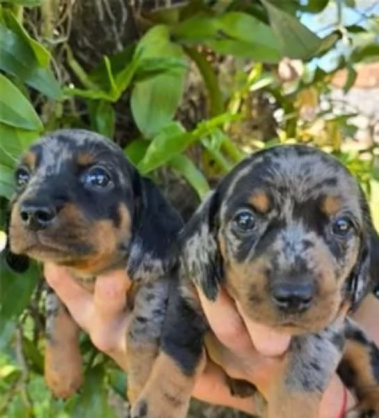 Bassotto nano cuccioli | Foto 1