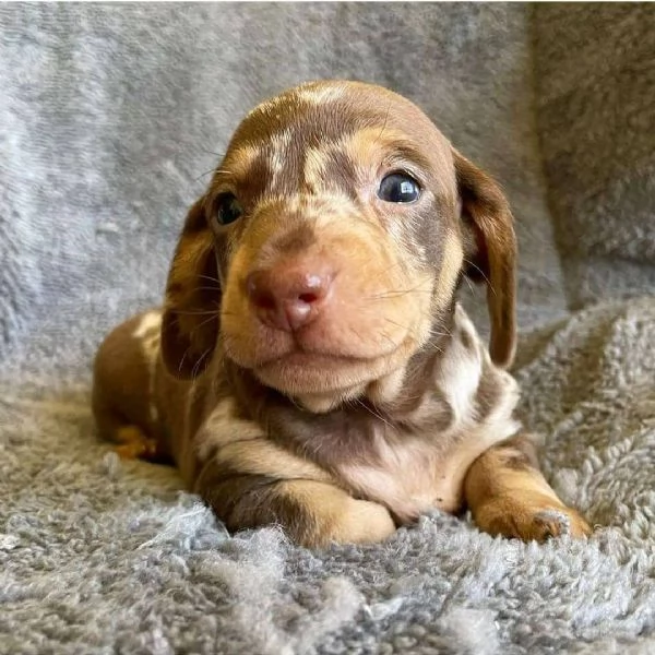 Bassotto nano cuccioli | Foto 0