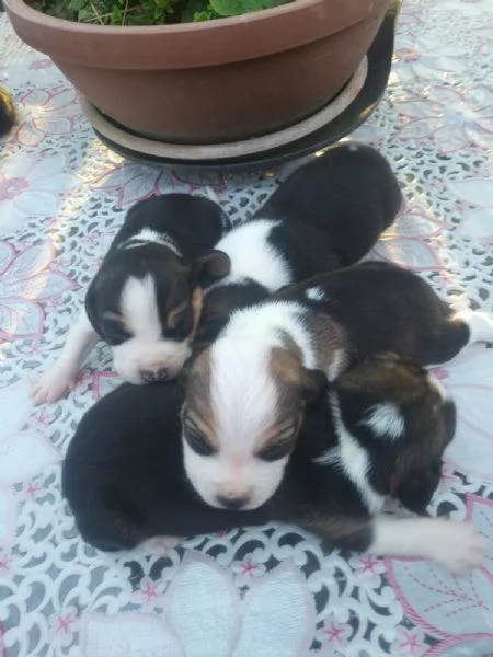 Beagle tricolore cuccioli