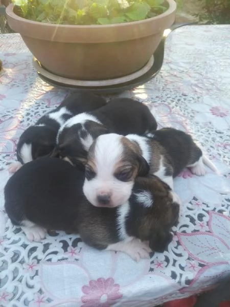 Beagle tricolore cuccioli | Foto 1