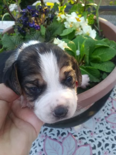 Beagle tricolore cuccioli | Foto 0