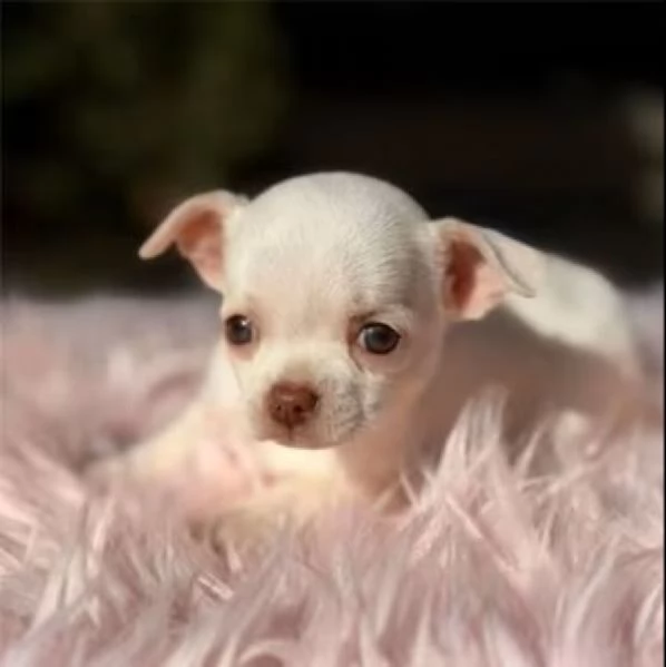 Chihuahua maschietti | Foto 2