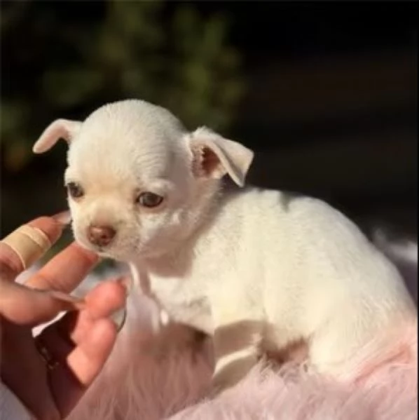 Chihuahua maschietti | Foto 1
