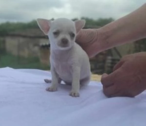 Chihuahua maschietti | Foto 0