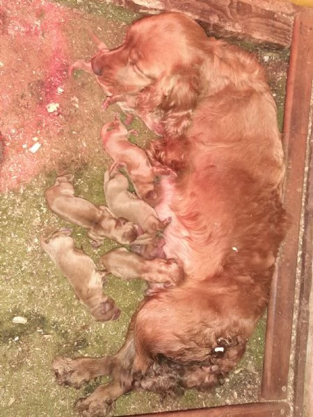 Cocker Spaniel cuccioli